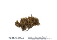 藏品(多鉤曲尾苔)的圖片